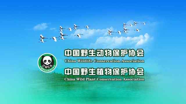 中國野生動物保護協會