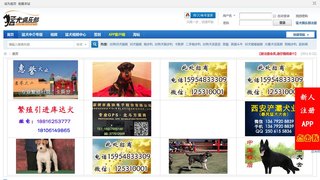 猛犬俱樂部論壇